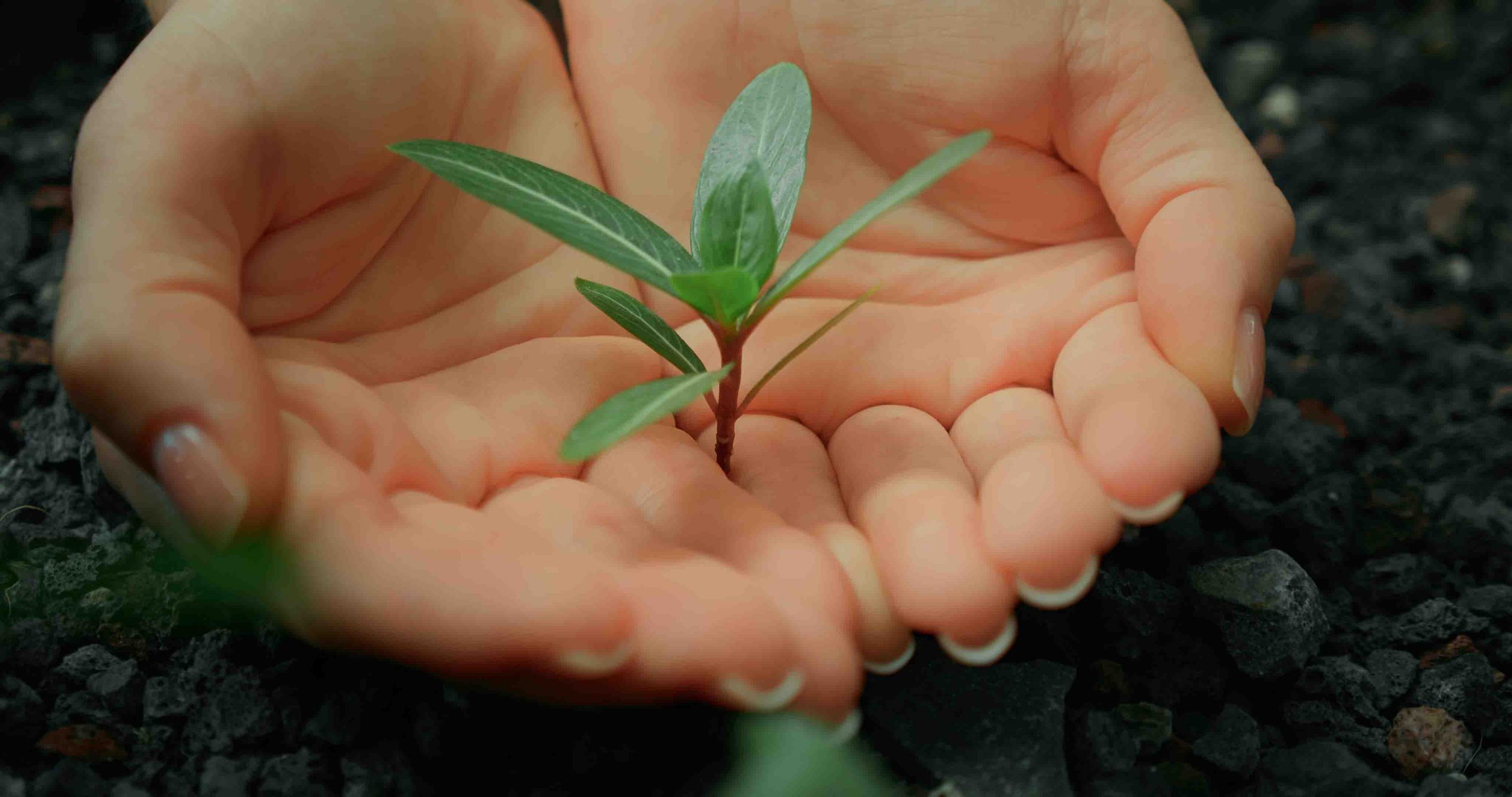 earth day concept female hands protect carefully hold young plant growing in dry barren soil.